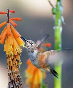 Dwarf Red Hot Poker 10 Dwarf Red Hot Poker -Outdoor Garden Care Shop pam koch hummingbird and kniphofia az