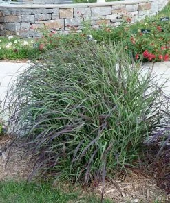 Ruby Ribbons® Prairie Switchgrass -Outdoor Garden Care Shop panicum virgatum ruby ribbons switchgrass 6 1
