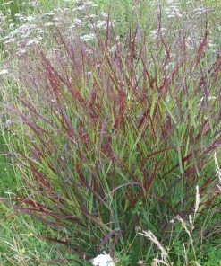 Shenandoah Switch Grass -Outdoor Garden Care Shop panicum shenandoah hni 01 cropped