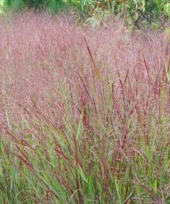 Shenandoah Switch Grass -Outdoor Garden Care Shop panicum shenandoah hni 1 cropped