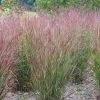 Shenandoah Switch Grass 1 Shenandoah Switch Grass -Outdoor Garden Care Shop panicum shenandoah hni cropped