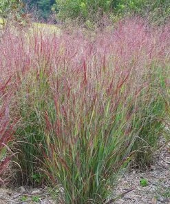Shenandoah Switch Grass