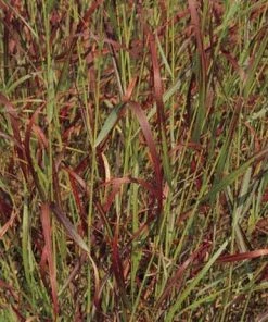 Shenandoah Switch Grass -Outdoor Garden Care Shop panicum virgatum shenandoah 74540 web 2 1