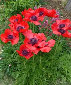 Beauty Of Livermere Oriental Poppy -Outdoor Garden Care Shop papaver orientale beauty of livermere 74860