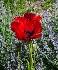 Beauty Of Livermere Oriental Poppy -Outdoor Garden Care Shop papaver orientale beauty of livermere close up 74860