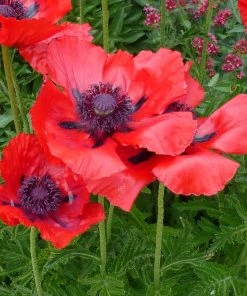 Beauty Of Livermere Oriental Poppy -Outdoor Garden Care Shop papaver orientale beauty of livermere close up of three 74860