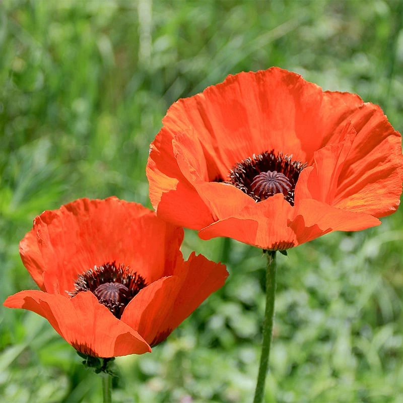 Oriental Poppy Collection (Papaver) 4 Oriental Poppy Collection (Papaver) - Image 2