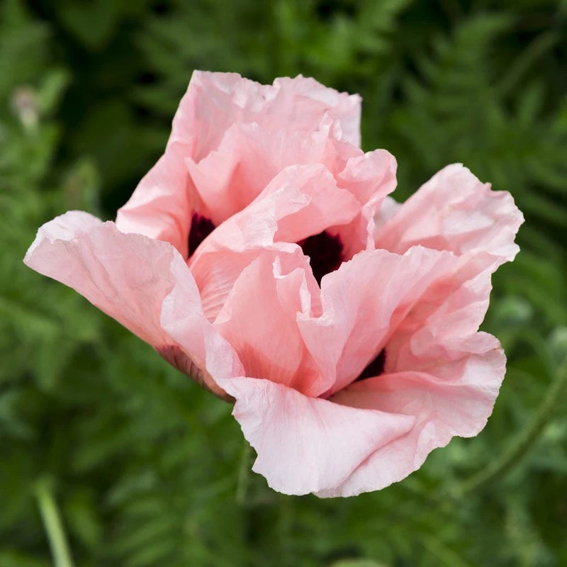 Coral Reef Oriental Poppy 4 Coral Reef Oriental Poppy - Image 2