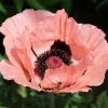 Princess Louise Oriental Poppy 1 Princess Louise Oriental Poppy -Outdoor Garden Care Shop papaver orientale princess louise oriental poppy