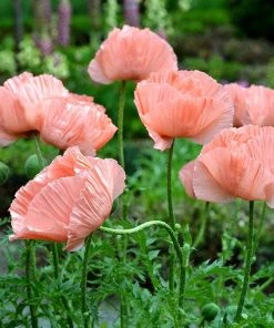 Princess Louise Oriental Poppy 9 Princess Louise Oriental Poppy -Outdoor Garden Care Shop papaver orientale princess louise oriental poppy 2