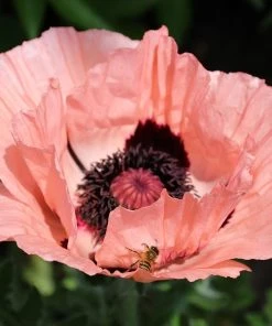 Princess Louise Oriental Poppy