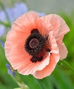 Princess Louise Oriental Poppy 8 Princess Louise Oriental Poppy -Outdoor Garden Care Shop papaver orientale princess louise oriental poppy 3.jpg.crdownload