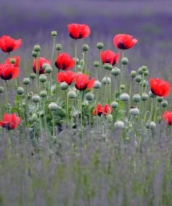 Beauty Of Livermere Oriental Poppy -Outdoor Garden Care Shop papaver beauty of livermere