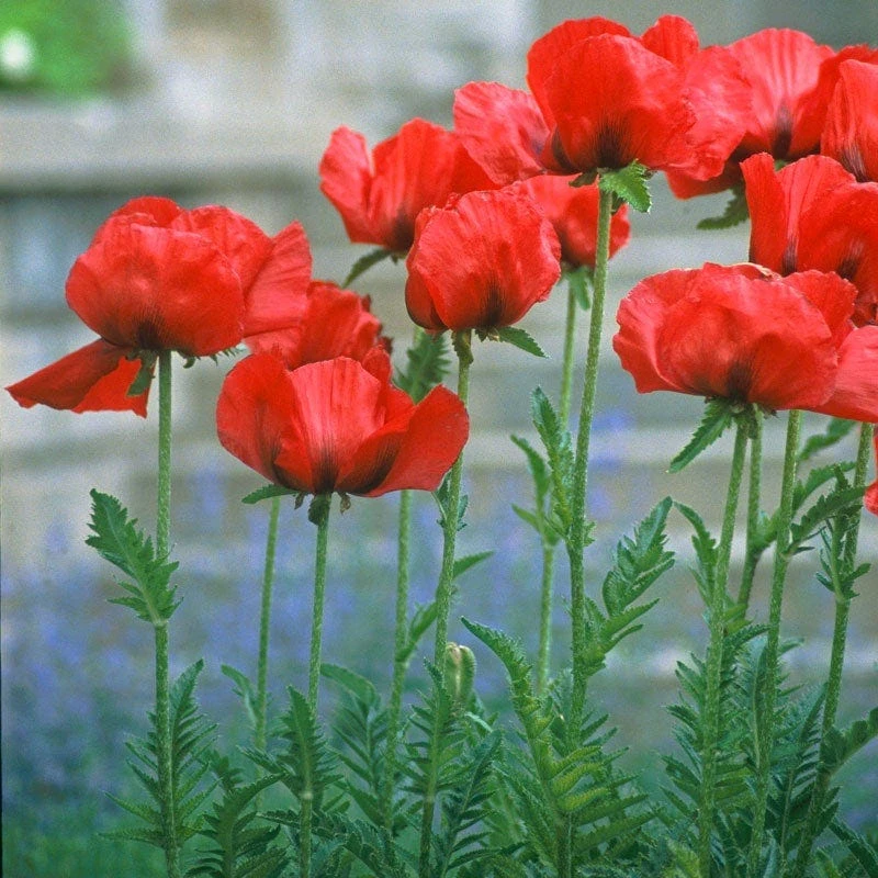 Oriental Poppy Collection (Papaver) 3 Oriental Poppy Collection (Papaver)