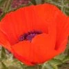 Brilliant Oriental Poppy 2 Brilliant Oriental Poppy -Outdoor Garden Care Shop papaver brilliant andrea ogden web 1 1