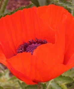Brilliant Oriental Poppy