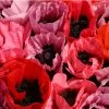 Fruit Punch Oriental Poppy -Outdoor Garden Care Shop papaver fruit punch oriental poppy 1