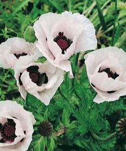 Royal Wedding Oriental Poppy -Outdoor Garden Care Shop papaver orientale royal wedding 1