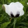 Royal Wedding Oriental Poppy 2 Royal Wedding Oriental Poppy -Outdoor Garden Care Shop papaver royal wedding walters gardens cropped 2