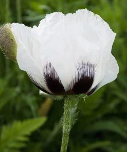 Royal Wedding Oriental Poppy