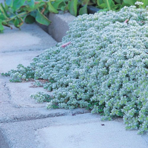 Paronychia (Silver Nailwort) 4 Paronychia (Silver Nailwort) - Image 2