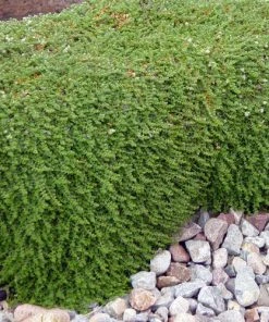 Paronychia (Silver Nailwort)