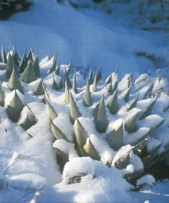 Parry's Century Plant (Agave) -Outdoor Garden Care Shop parrys century plant