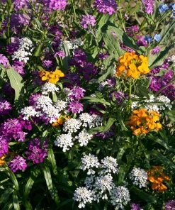 Partial Shade Wildflower Seed Mix -Outdoor Garden Care Shop partial shade wildflower mix