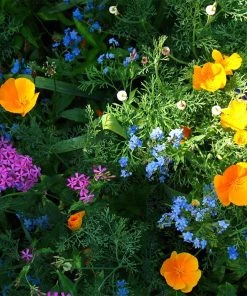 Partial Shade Wildflower Seed Mix -Outdoor Garden Care Shop partial shade wildflower mix 1