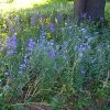 Partial Shade Wildflower Seed Mix -Outdoor Garden Care Shop partialshademix 2
