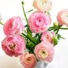 Pastel Ranunculus Mix -Outdoor Garden Care Shop pastel ranunculus mix vase pink peach white
