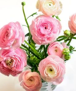 Pastel Ranunculus Mix