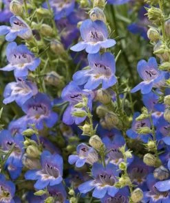 Blue Lips Penstemon 11 Blue Lips Penstemon -Outdoor Garden Care Shop penstemon blue lips beardtongue