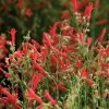 Compact Pineleaf Penstemon 2 Compact Pineleaf Penstemon -Outdoor Garden Care Shop penstemon compactum close up