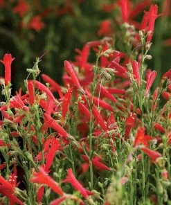 Compact Pineleaf Penstemon