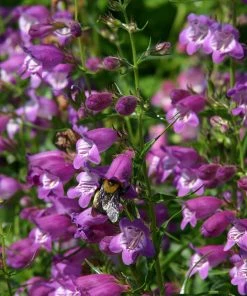 Pike's Peak Purple® Penstemon 11 Pike's Peak Purple® Penstemon -Outdoor Garden Care Shop penstemon mexicali pikes peak flowers pollinator