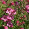 Red Rocks® Penstemon -Outdoor Garden Care Shop penstemon mexicali red rocks 75796p 2