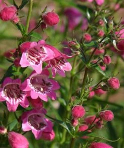 Red Rocks® Penstemon