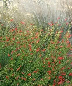 Pineleaf Penstemon 8 Pineleaf Penstemon -Outdoor Garden Care Shop penstemon pinifolious with nassella cropped