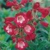 Rubycunda Penstemon -Outdoor Garden Care Shop penstemon barbatus rubycunda 75802 web