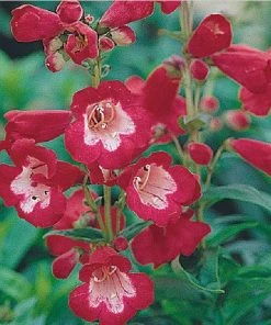 Rubycunda Penstemon
