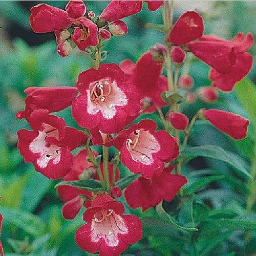 Rubycunda Penstemon 3 Rubycunda Penstemon