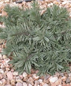 Blue Lips Penstemon 10 Blue Lips Penstemon -Outdoor Garden Care Shop penstemon blue lips 78798 3 web