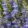 Blue Lips Penstemon -Outdoor Garden Care Shop penstemon blue lips 78798 4 web