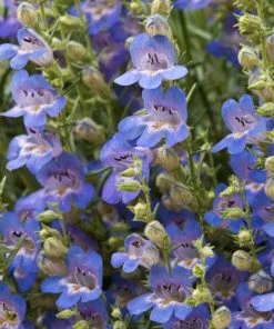 Blue Lips Penstemon