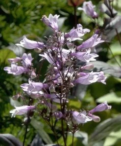 Dark Towers Penstemon -Outdoor Garden Care Shop penstemon dark towers flowers 35