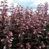 Dark Towers Penstemon -Outdoor Garden Care Shop penstemon dark towers 1b