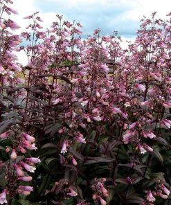 Dark Towers Penstemon