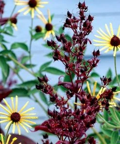 Dark Towers Penstemon -Outdoor Garden Care Shop penstemon dark towers 3b