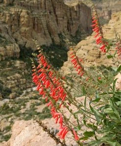 Firecracker Penstemon Richfield Strain